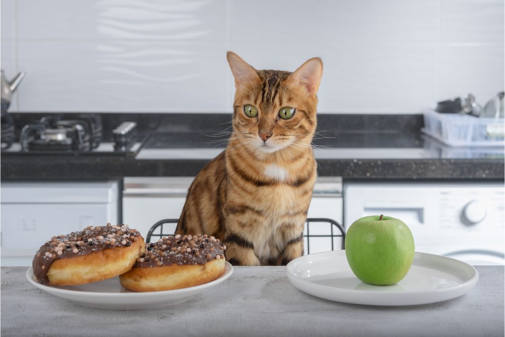 Gato de pelagem tigrada em amarelo, marrom e branco está sentado na cadeira da mesa da cozinha observando dois donuts em um prato e uma maçã verde em outro prato