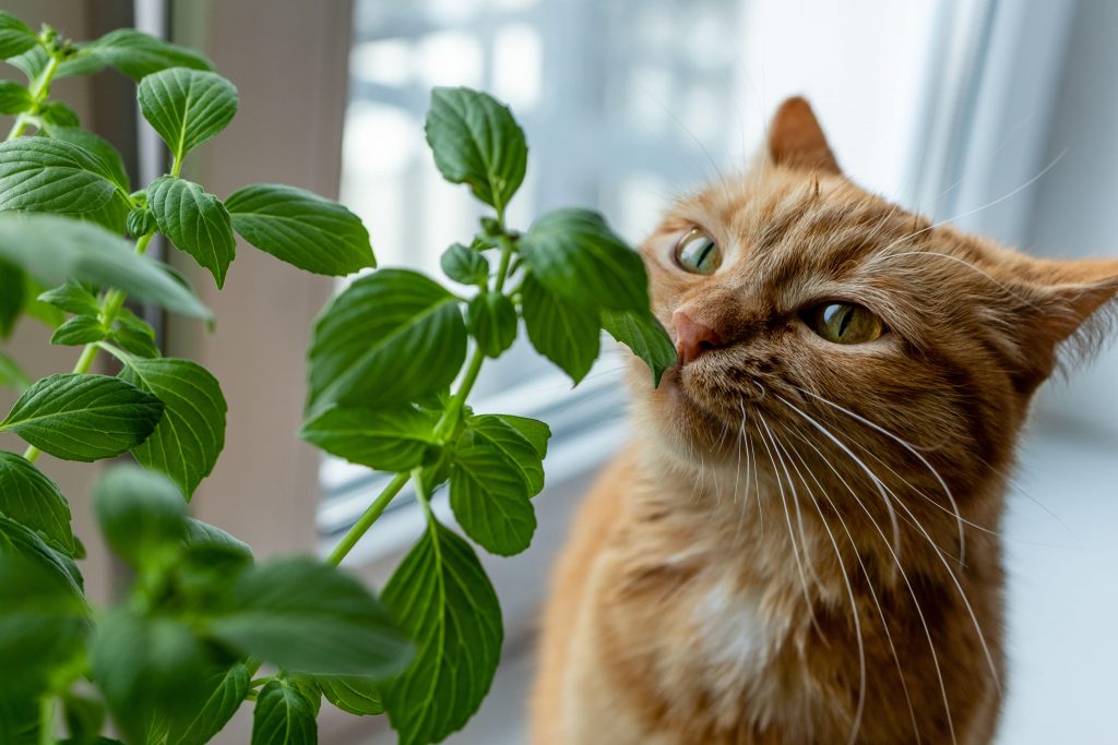 Gato amarelo sentindo o aroma de um pé de manjericão