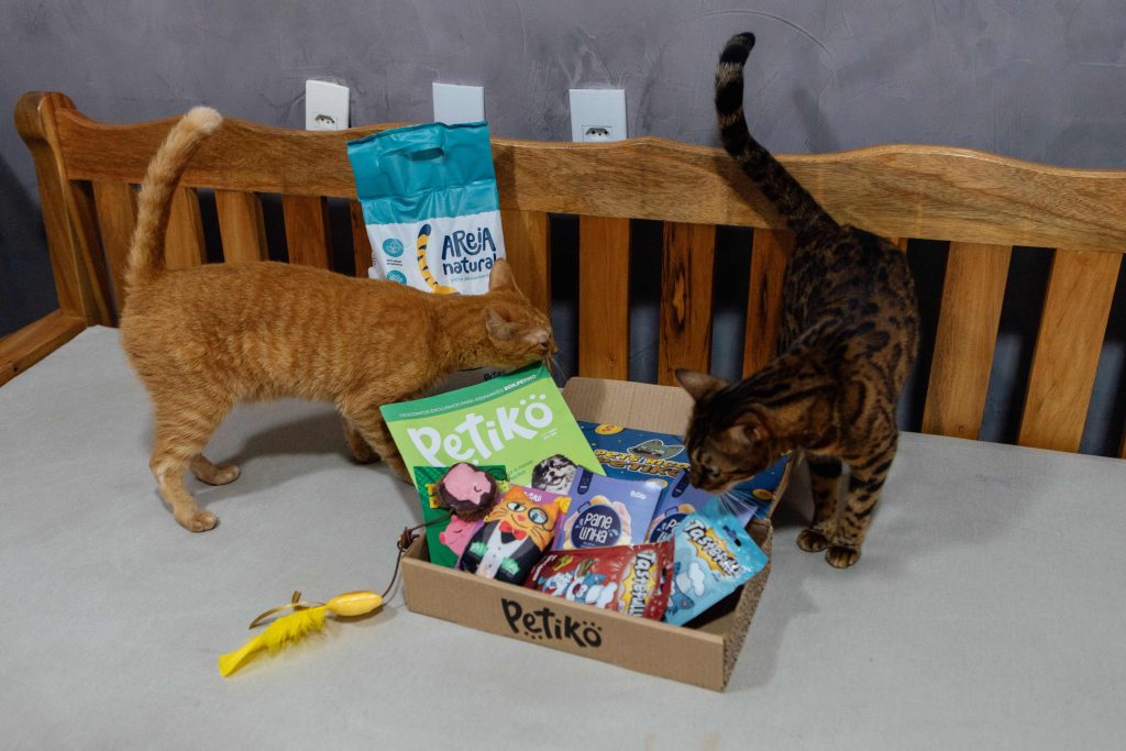 Gato amarelo e gato rajado interagindo com o BOX.Petiko edição "Pets Ricos'