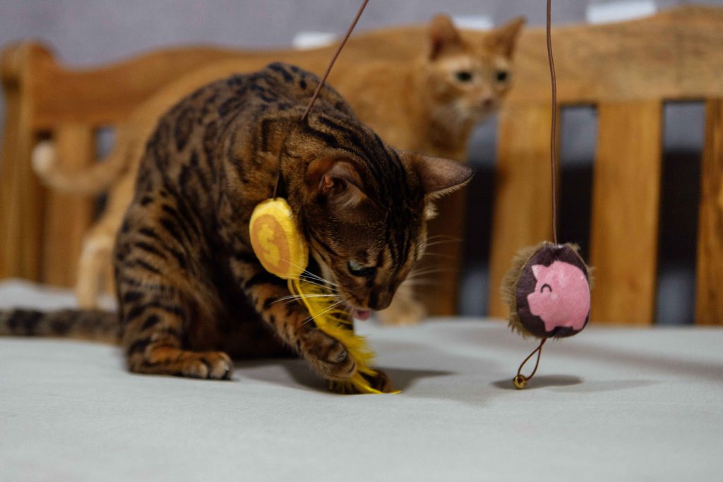 Gato rajado brincando com pelúcia enquanto gato amarelo observa