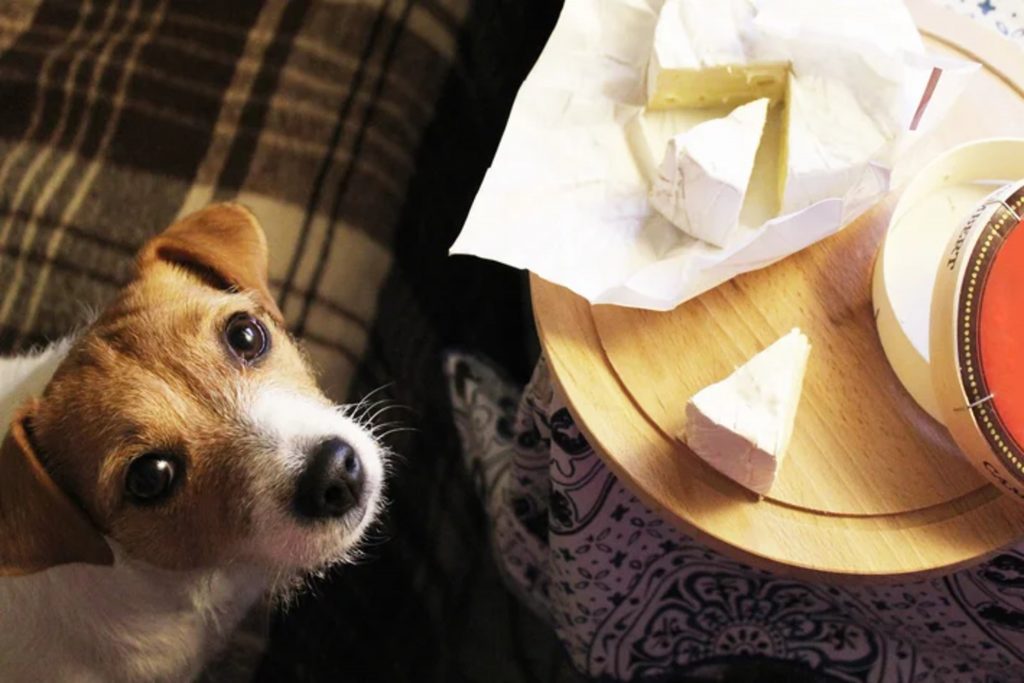 Cachorro da raça Jack Russel terrier observando um pedaço de queijo brie que está em cima de uma tábua de madeira