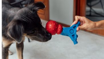 Tutor mostrando os brinquedos encaixáveis da Petiko (Bolinha Essencial e Patas no Jogo) para seu cachorro