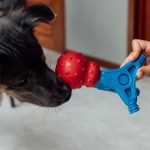 Tutor mostrando os brinquedos encaixáveis da Petiko (Bolinha Essencial e Patas no Jogo) para seu cachorro