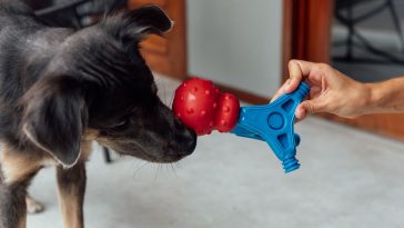 Tutor mostrando os brinquedos encaixáveis da Petiko (Bolinha Essencial e Patas no Jogo) para seu cachorro