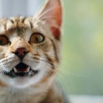 Gato malhado amarelo com a boca aberta
