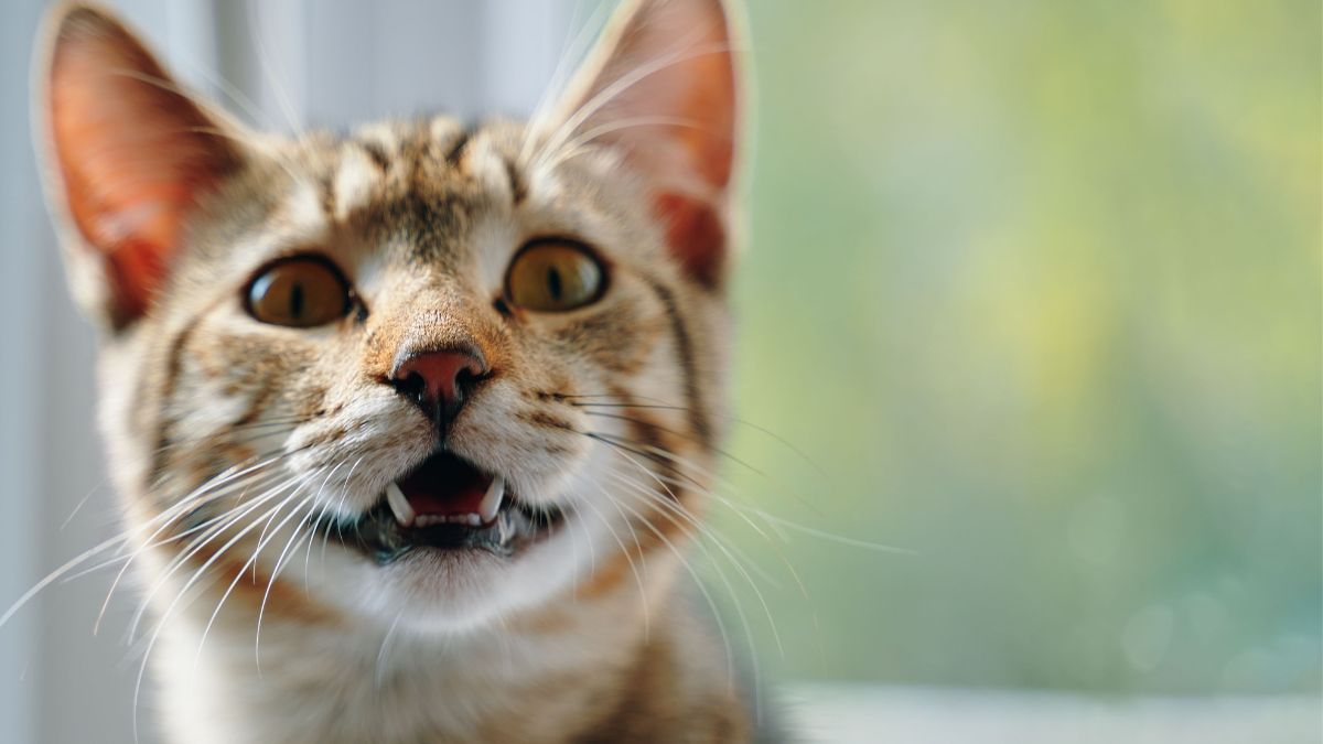 Por que os gatos fazem “kekeke”? Descubra agora!