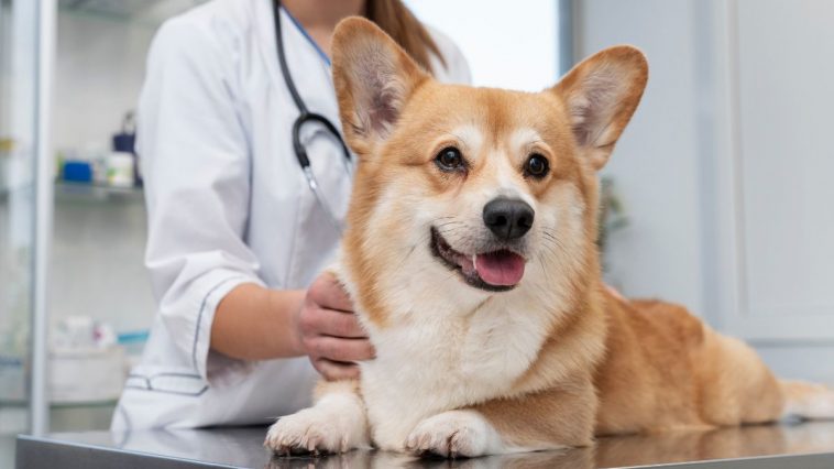 Cachorro da raça Corgi sendo examinado em um check-up no médico veterinário