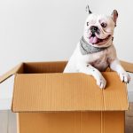 Cachorro da raça Buldogue Francês dentro de uma caixa de papelão