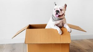 Cachorro da raça Buldogue Francês dentro de uma caixa de papelão
