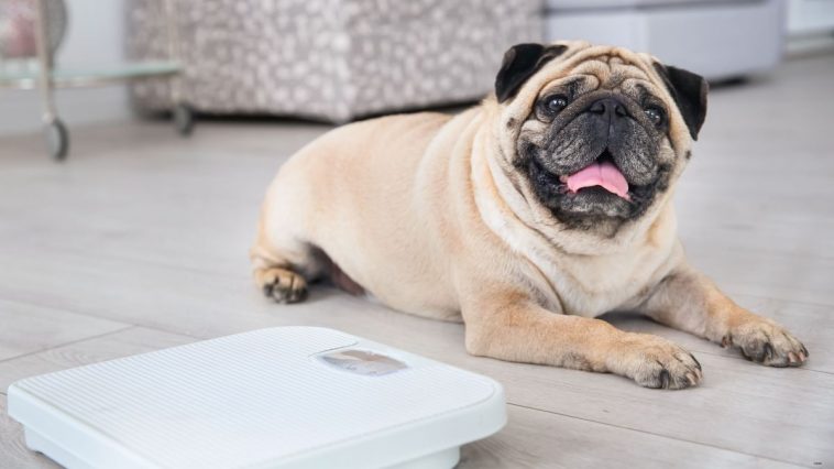 Cachorro da raça Pug deitado n chão da sala de sua casa junto com uma balança digital