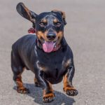 Cachorro da raça dachshund, também conhecido como "salsichinha", com a pelagem preta, correndo com a língua para fora e as orelhas balançando