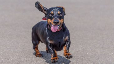 Cachorro da raça dachshund, também conhecido como "salsichinha", com a pelagem preta, correndo com a língua para fora e as orelhas balançando