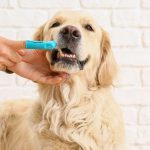 Tutor escovando os dentes de cachorro da raça Golden Retriever usando uma dedeira azul