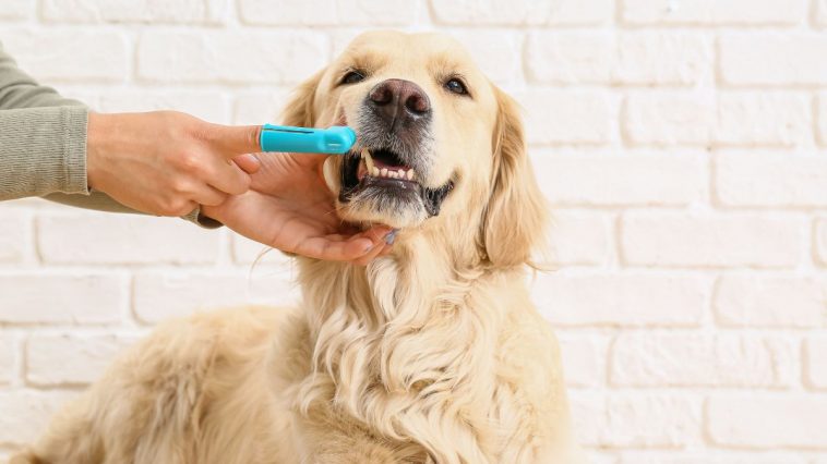 Tutor escovando os dentes de cachorro da raça Golden Retriever usando uma dedeira azul