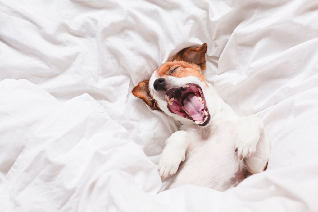 Cachorro bocejando enquanto está deitado na cama