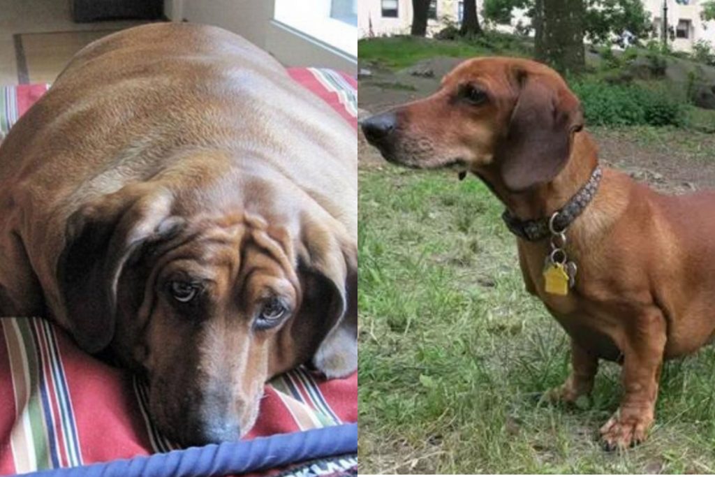 Obie, o cachorro mais gordo do mundo da raça dachshund (antes e depois)