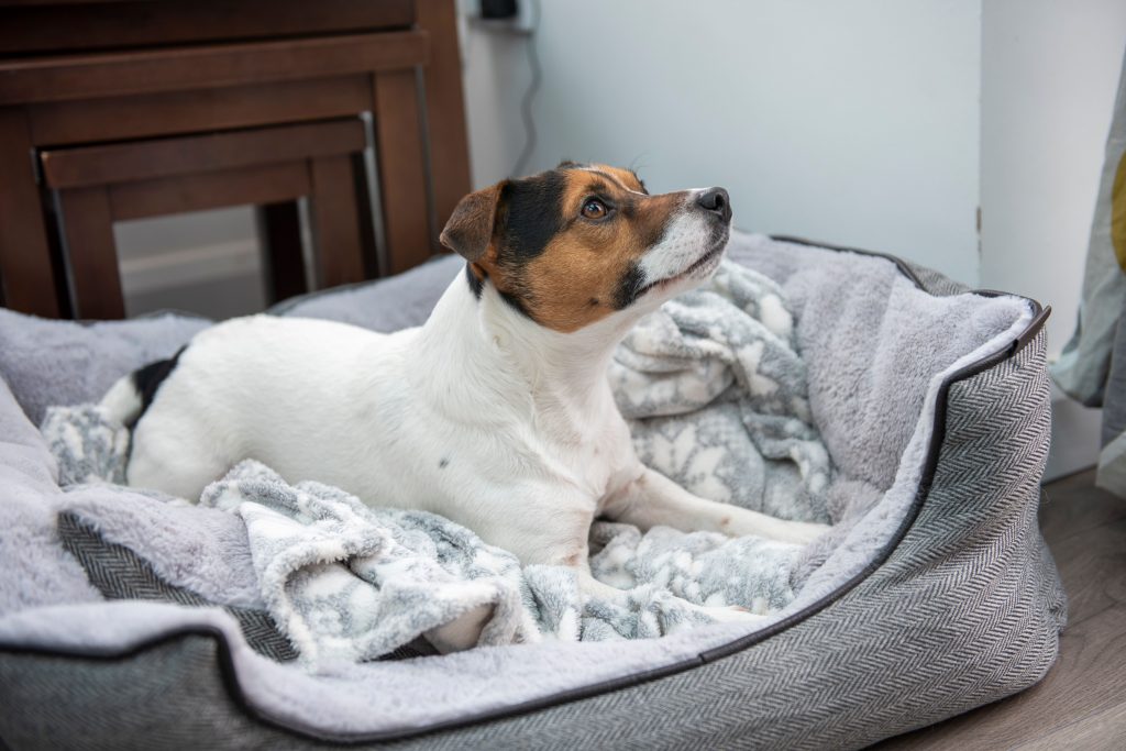 Cachorro da raça Jack Russell Terrier deitado em uma cama cinza e com uma coberta