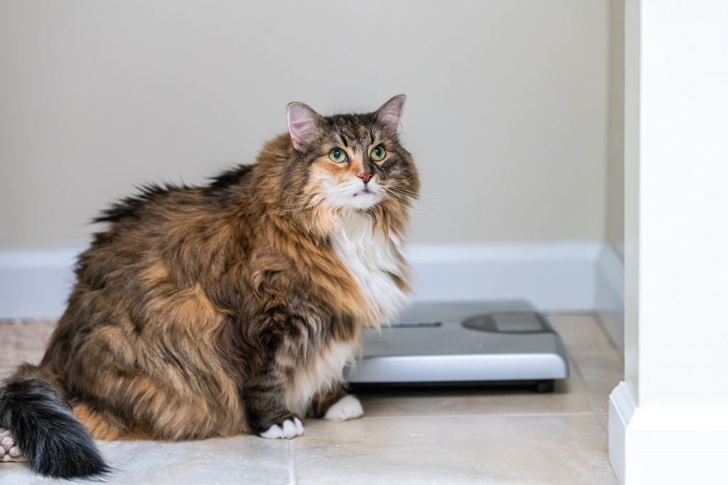 Gato da raça Maine Coon sentado ao lado de uma balança digital