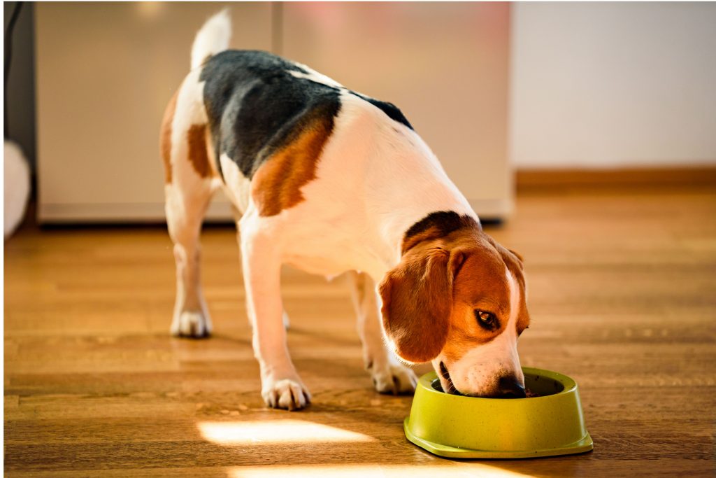 Cachorro da raça beagle se alimentando em um comedouro verde em sua casa