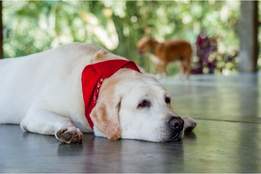 Cachorro da raça Labrador deitado ao ar livre usando uma bandana vermelha