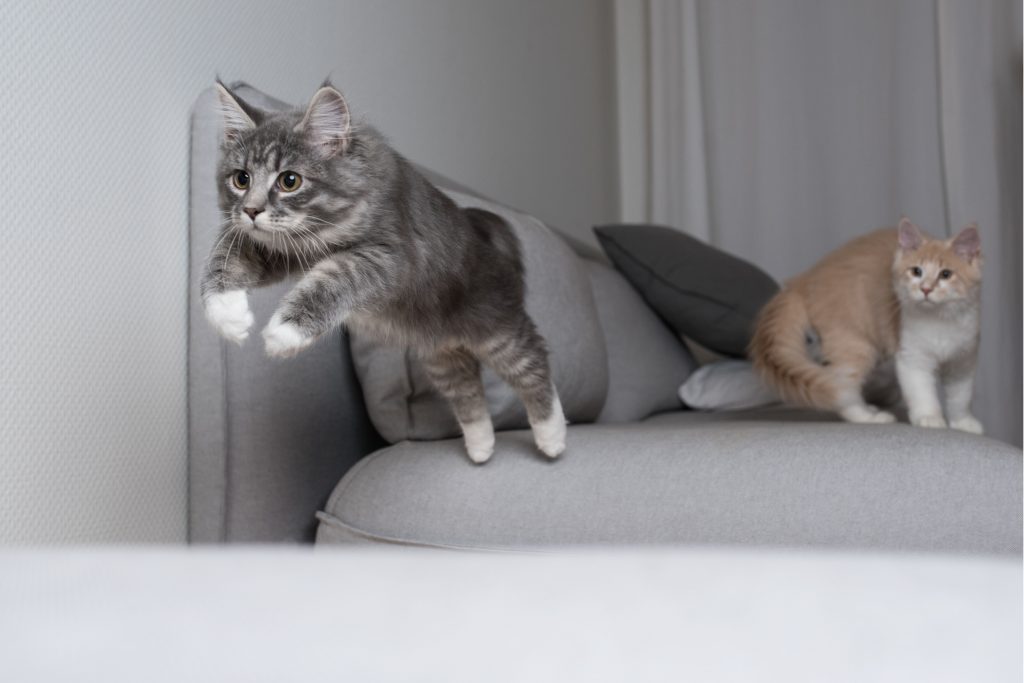 Gato cinza pulando do sofá enquanto gato amarela observa