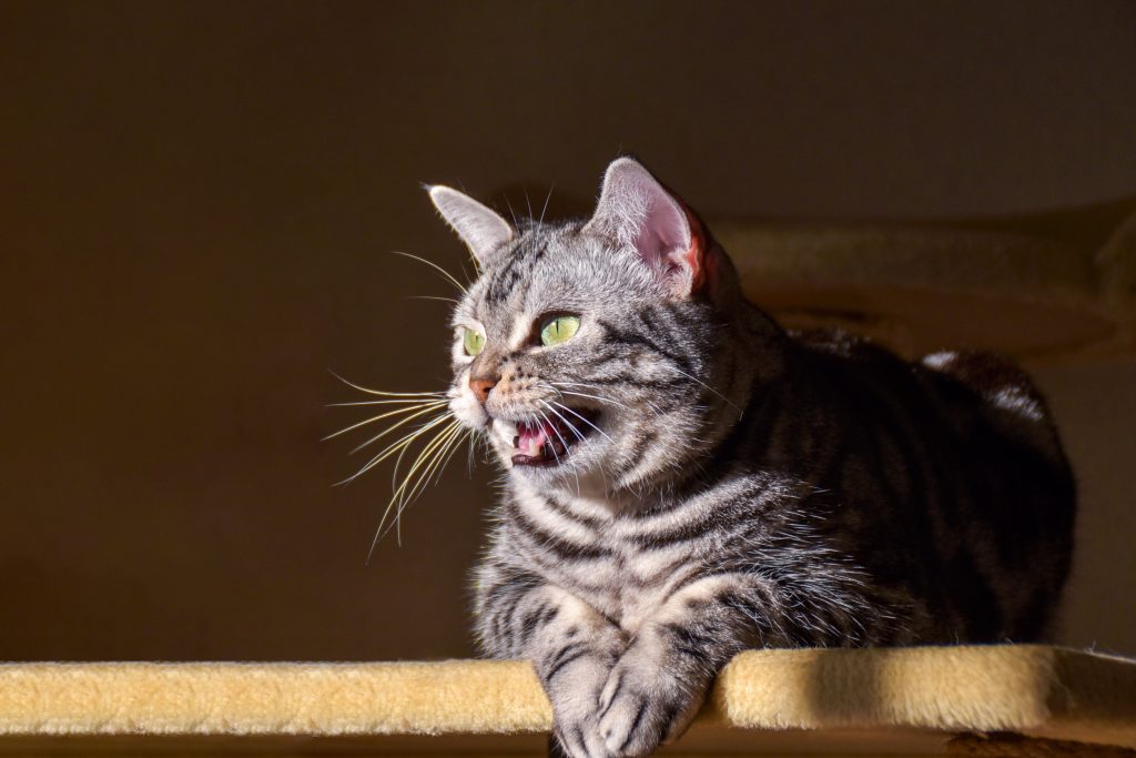 Gato cinza rajado deitado enquanto obswrva uma presa e faz "kekeke"