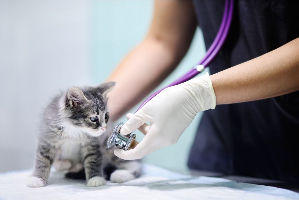 Gato cinza filhote sendo examinado por médico veterinário