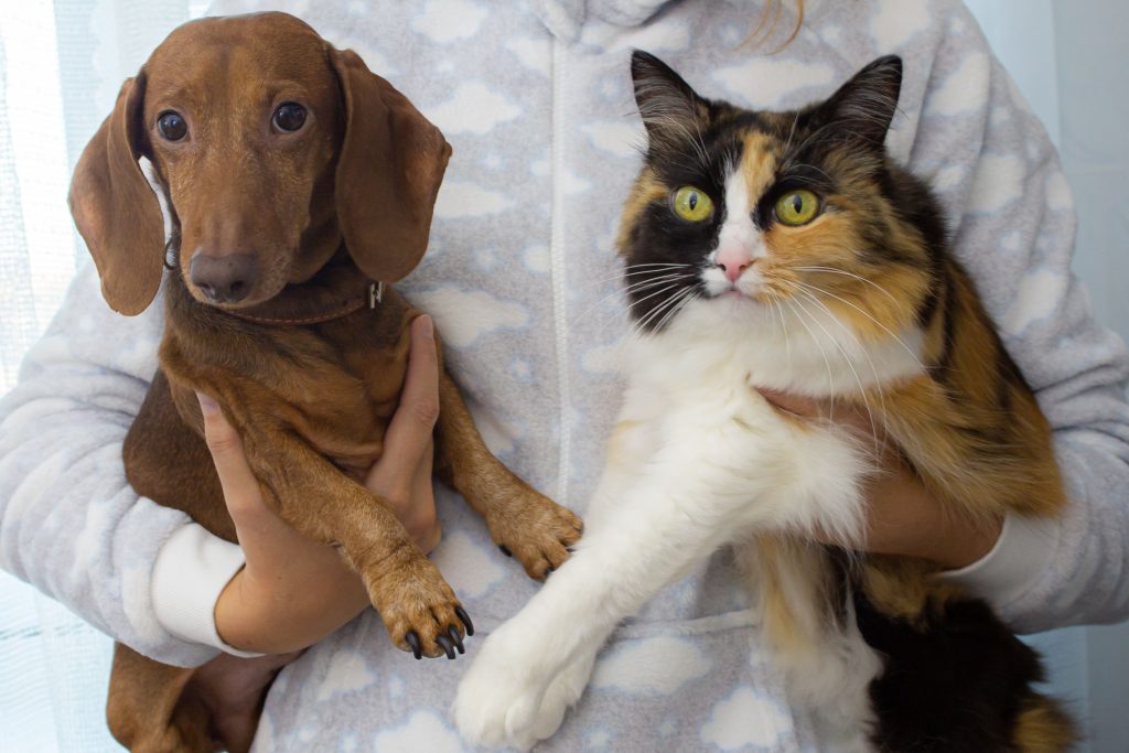 Tutor segurando cachorro da raça Dachshund e gata tricolor no colo