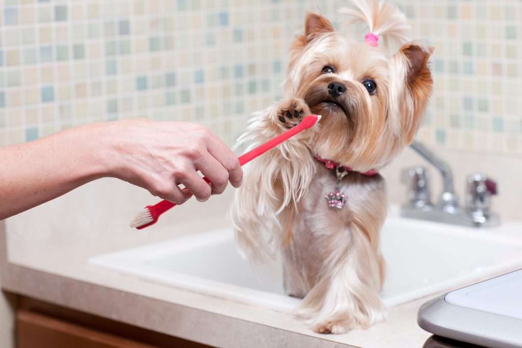 Tutor escovando os dentes de cachorro da raça Yorkshire com uma escova de dentes vermelha