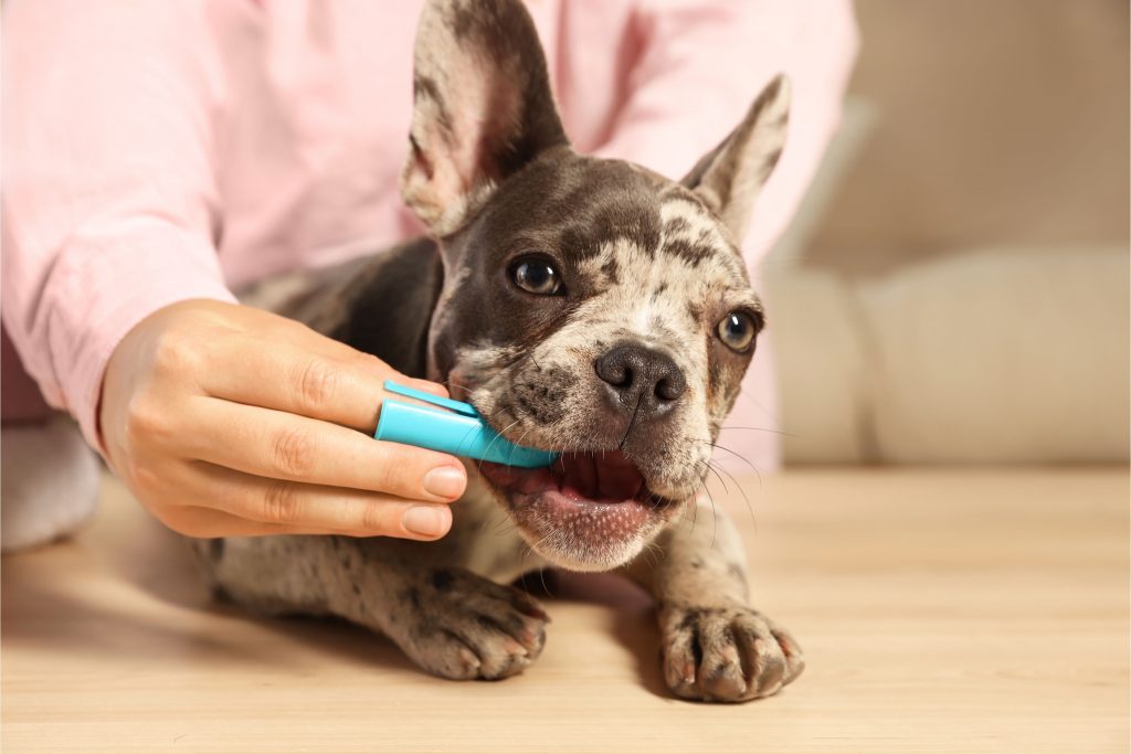 Tutora escovando os dentes de cachorro da raça Buldogue Francês usando uma dedeira azul