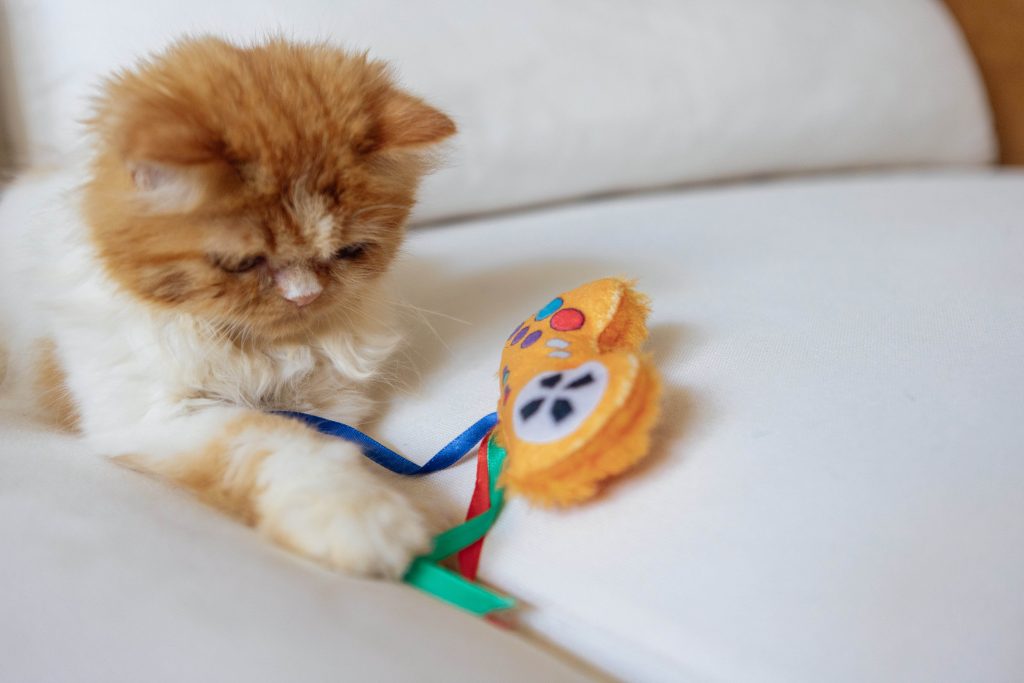 Gato persa filhote, de pelagem amarela e branca, deitado no sofá enquanto brinca com o  Brinquedo de pelúcia Gato no Controle da Petiko