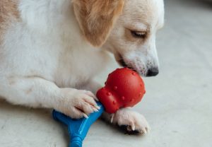 Cachorro brincando com os brinquedos Bolinha Essencial e Patas no Jogo da Petiko