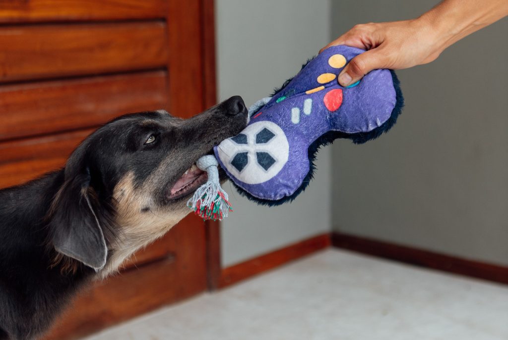 Cachorro brincando de cabo de guerra com sua tutorando usando o Brinquedo de pelúcia CÃOtrole