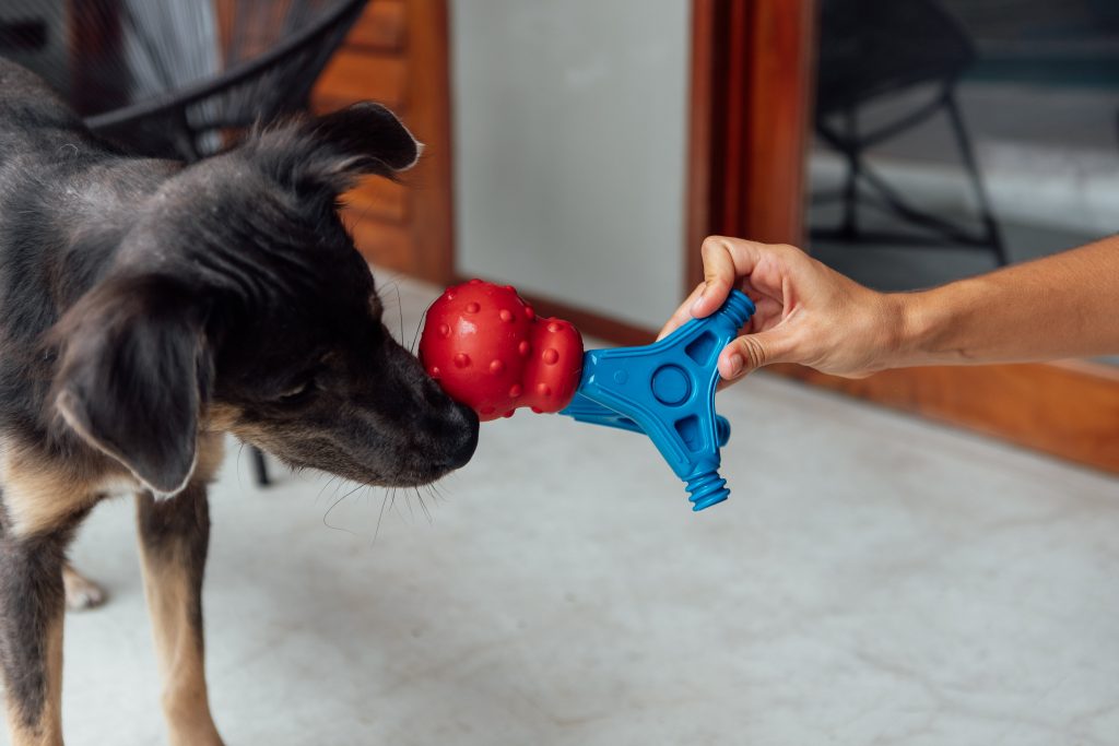 Cachorro brincando com os brinquedos Bolinha Essencial e Patas no Jogo da Petiko
