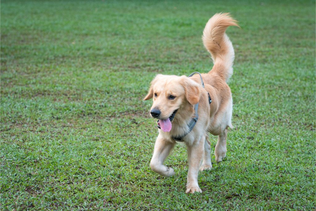 Cachorro da raça Golden Retriever, andando na grama, feliz e abanando o rabo