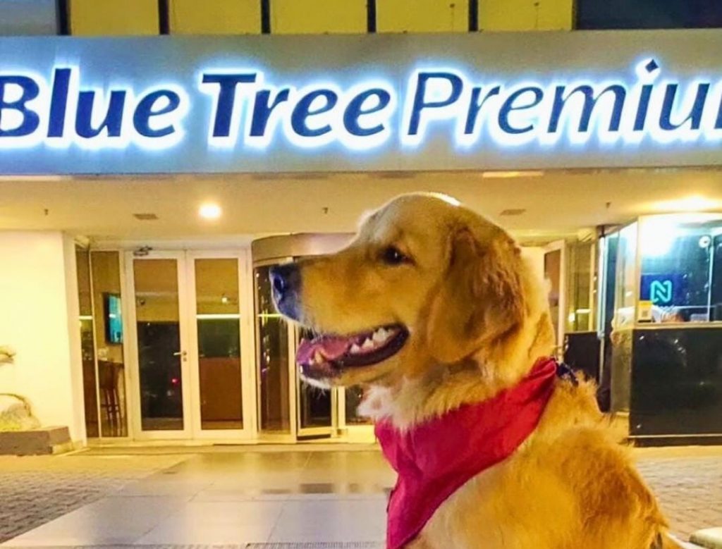Cachorro da raça Golden Retriever, usando uma bandana, sentado em frente à fachada do Hotel Blue Tree Premium Alphaville