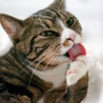 Gato rajado deitado em uma cama branca enquanto lambe a sua pata