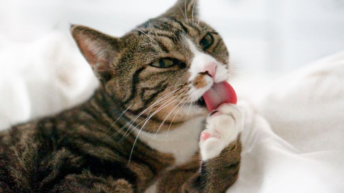 Banho de gato: curiosidades sobre a autolimpeza felina