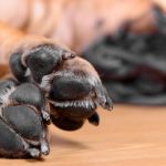 Cachorro amarelo deitado com foco nas almofadinhas de suas patas