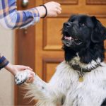 Cachorro dá a pata para a sua tutora e é recompensado com um petisco