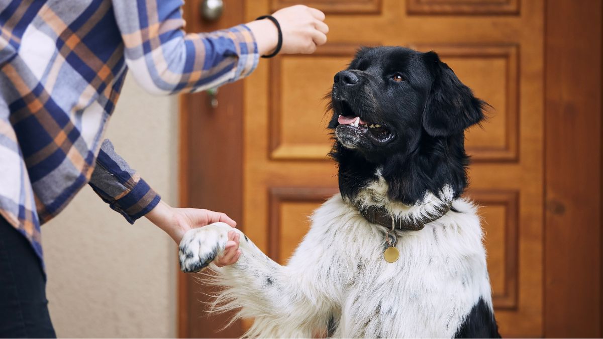 5 dicas de comandos básicos para ensinar ao seu cachorro
