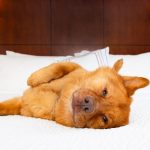 Cachorro amarelo deitado em cama de hotel pet friendly