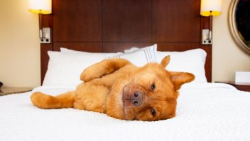 Cachorro amarelo deitado em cama de hotel pet friendly