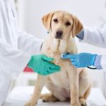 Cachorro filhote sendo examinado em consulta com dois médicos veterinários