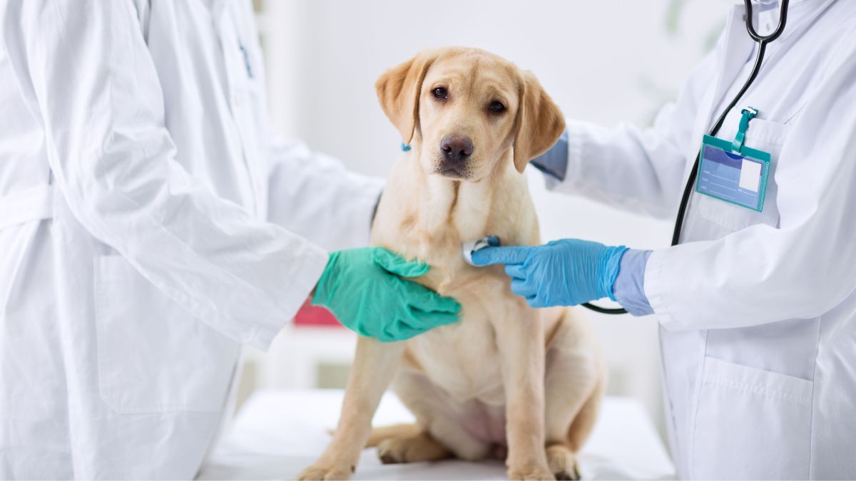 Tosse dos canis: conheça a traqueobronquite infecciosa canina