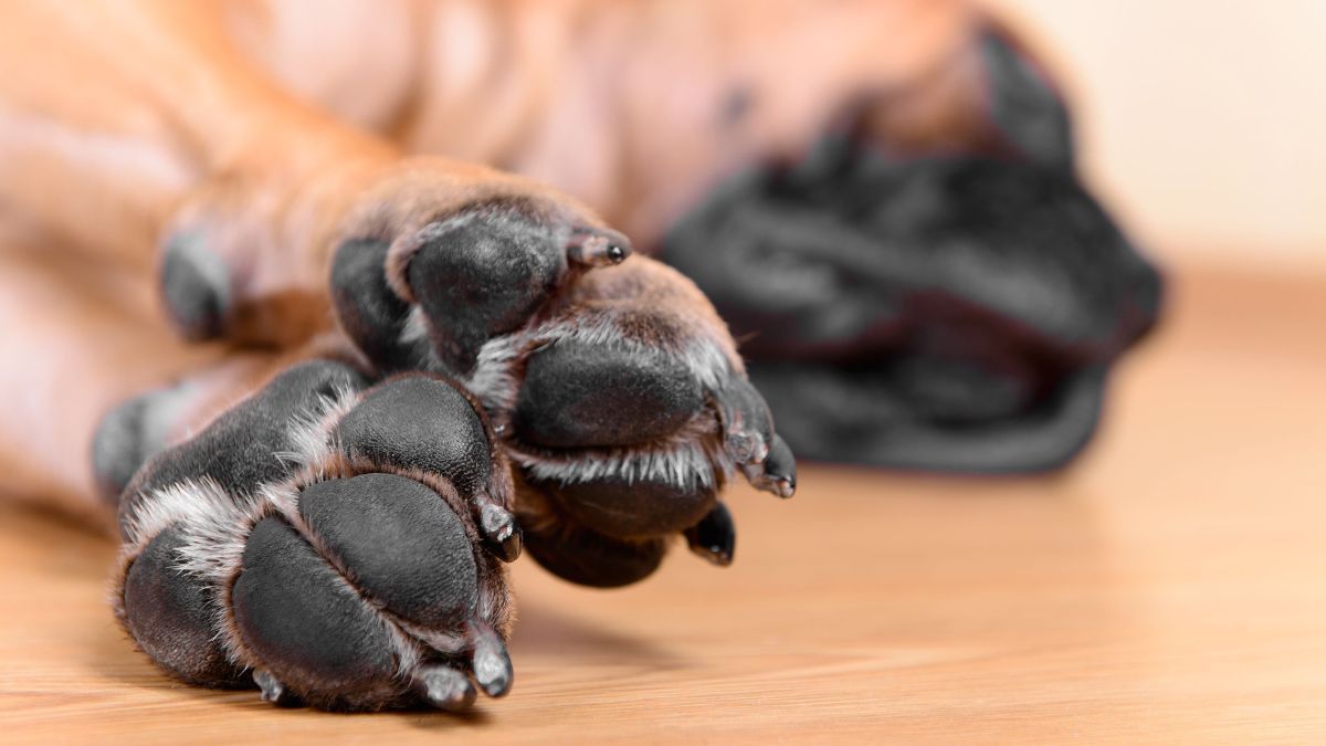 Curiosidades sobre as almofadinhas das patas dos cães