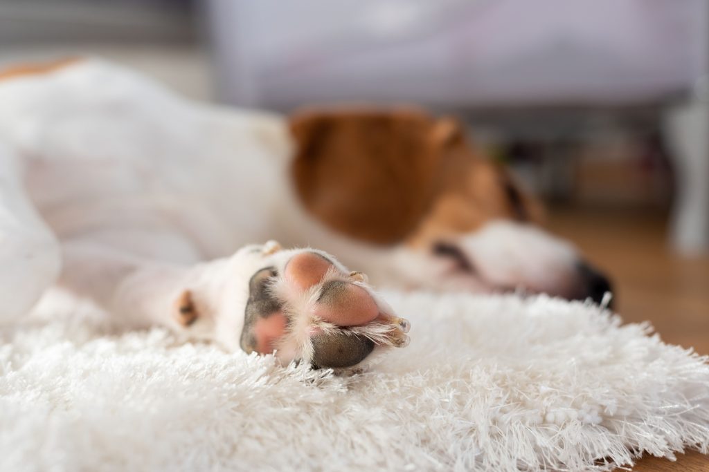 Cachorro deitado em cima de tapete branco felpudo com foco nas almofadinhas de suas patas