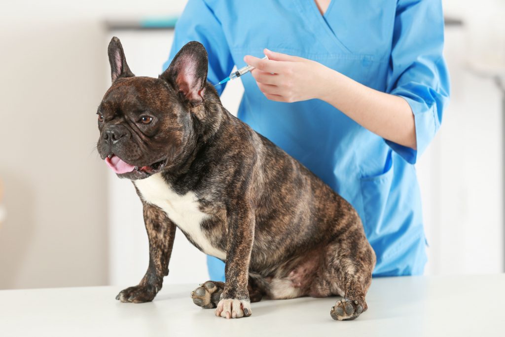 Médico veterinário aplicando vacina em cachorro da raça Buldogue Francês