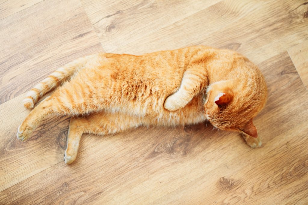 Gato laranja deitado em um chão de madeira enquanto lambe a barriga