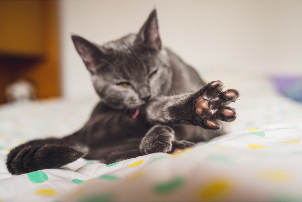Gato cinza deitado enquanto lambe a sua perna 